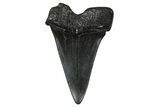 Fossil Broad-Toothed Mako Tooth - South Carolina #374770-1